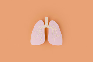 Pulmones de papel